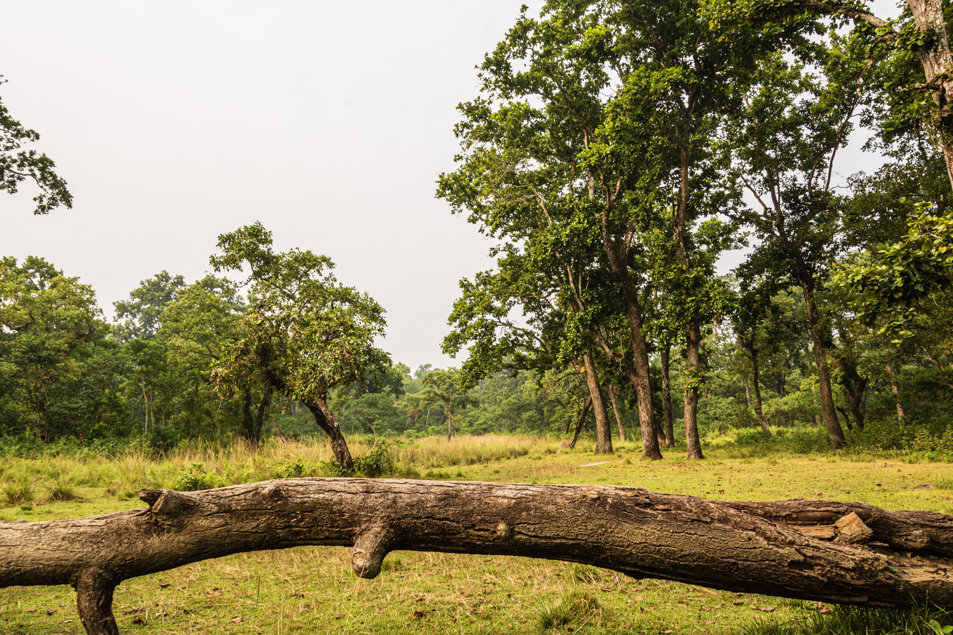 Chitwan Rapti River Tour